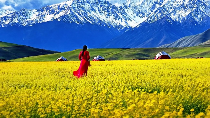 雪山油菜花海藏族女子旅游宣传片