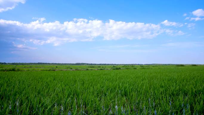 稻田秧苗延时晴转阴