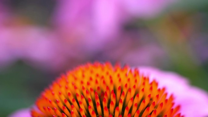 蜜蜂在田间花中授粉的封闭特写镜头——加拿大温哥华