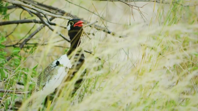 北方黑鹤（Afrotis afraoides），也称为白羽鹤，是一种属于鹤科（Otididae）的鸟