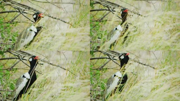 北方黑鹤（Afrotis afraoides），也称为白羽鹤，是一种属于鹤科（Otididae）的鸟