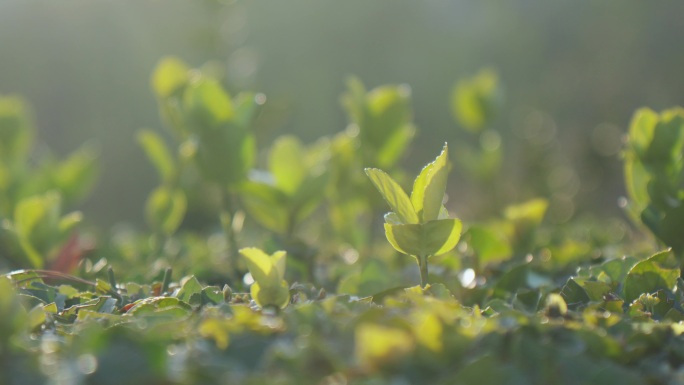 阳光绿叶小草绿植生命力