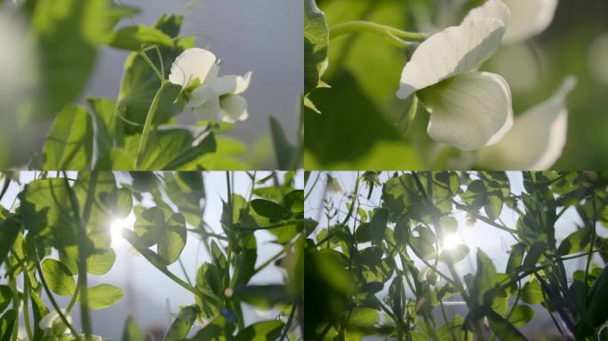 豌豆花