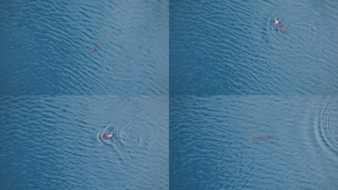 SLOMO垂直空中WS轨道与海獭在水面上和水面下游泳在公海
