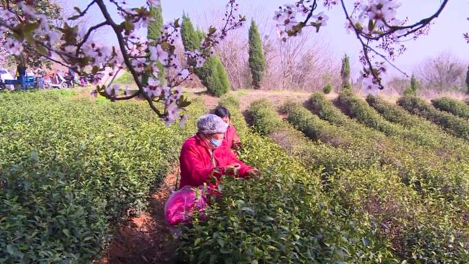 采茶 摘茶 茶叶 绿茶