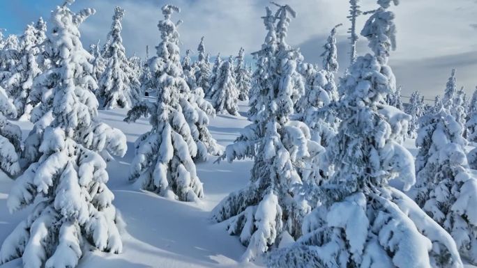 冬季雪覆盖的云杉森林的平滑穿越。