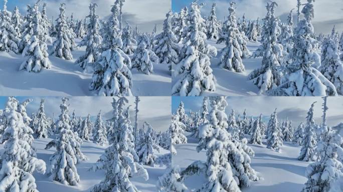 冬季雪覆盖的云杉森林的平滑穿越。