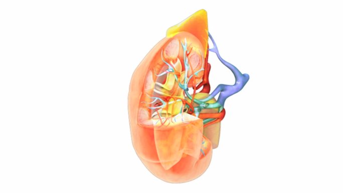 描绘肾脏解剖的动画。额部已被切除以显示肾脏内部。在x光下，肾脏是半透明的。