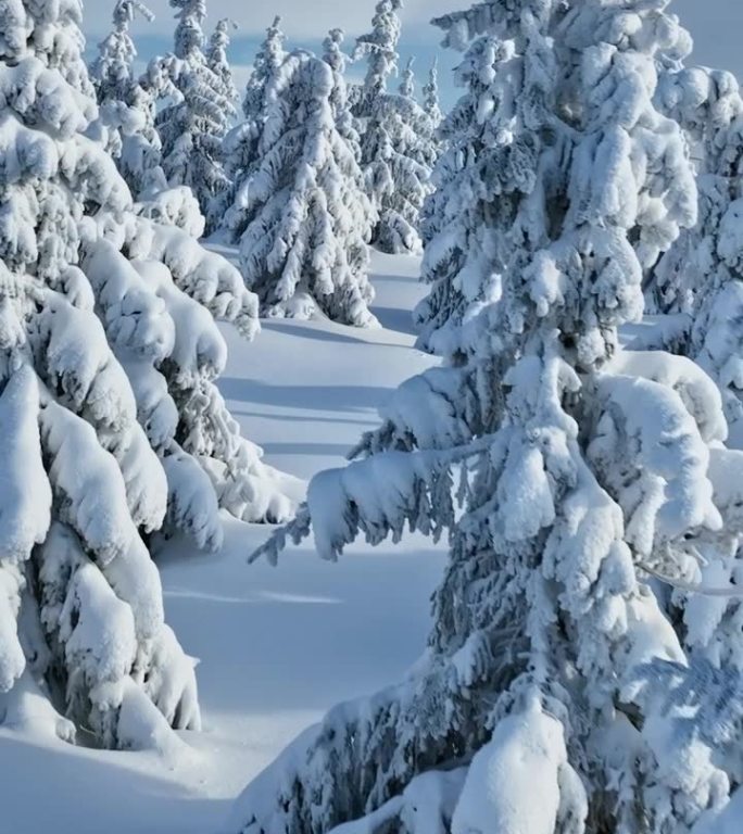 冬季雪覆盖的云杉森林的平滑穿越。
