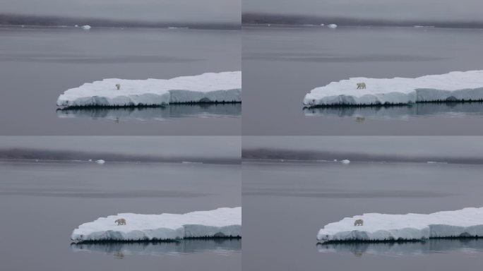 Polar Bear on Iceberg surrounded by open water