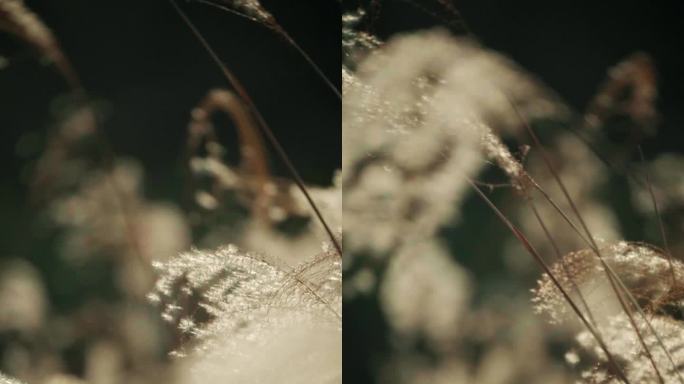 芦苇01177194