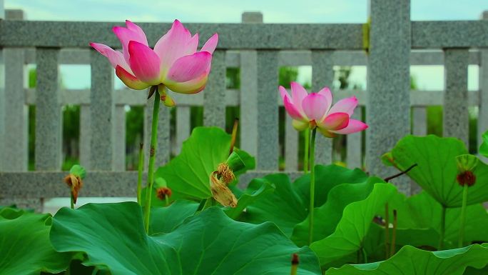 荷塘荷花清正廉洁出淤泥而不染