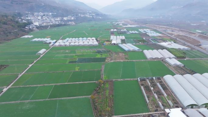 汉源九襄蒜苗蒜薹种植基地航拍乡村产业振兴