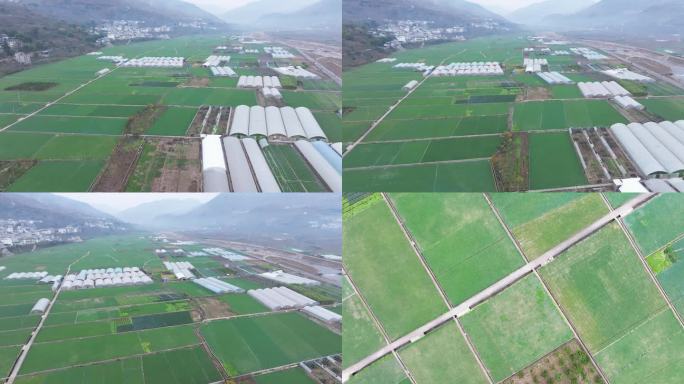 汉源九襄蒜苗蒜薹种植基地航拍乡村产业振兴