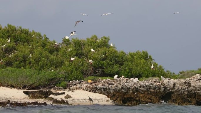 红脚鲣鸟在科斯莫莱多环礁筑巢