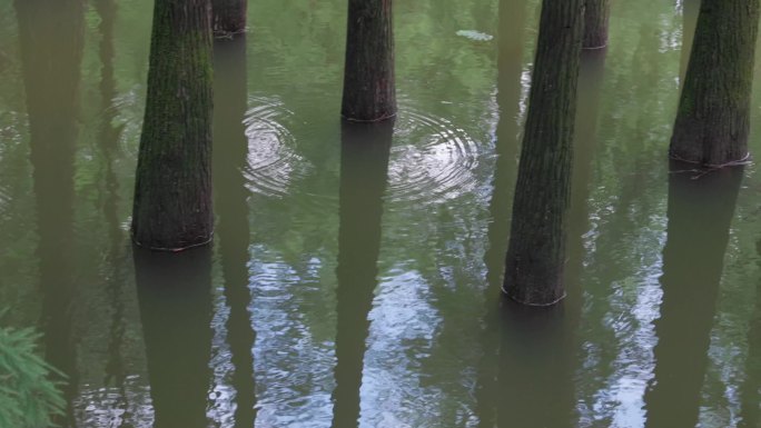 杭州临安青山湖水上森林