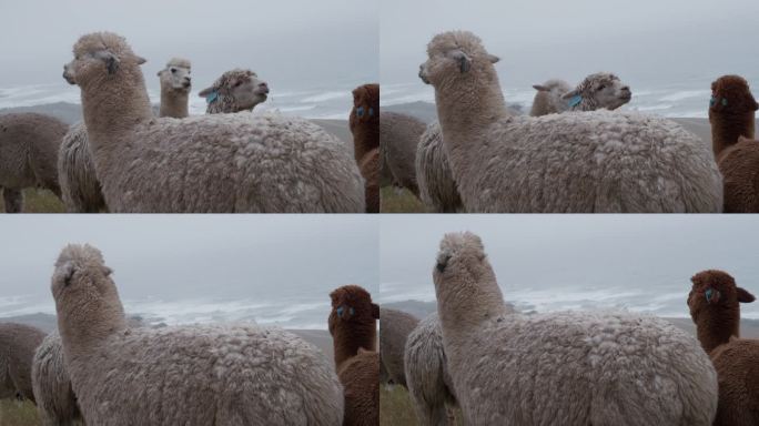 阿波罗湾附近的一小群羊驼