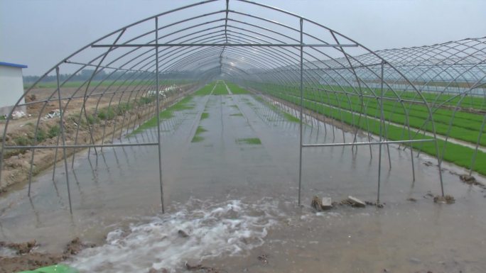 水稻工厂化育秧 苗床上水 秧苗 水稻苗