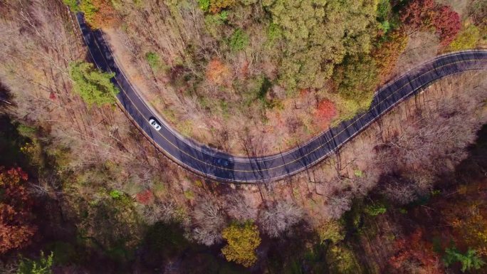 秋季冒险：汽车在色彩斑斓的森林中蜿蜒的道路上行驶