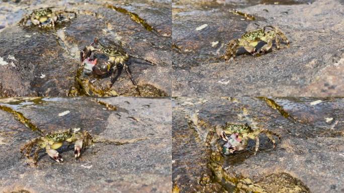 特写：两只绿色和棕色斑驳的螃蟹在湿滑的岩石海岸上吃生鱼。