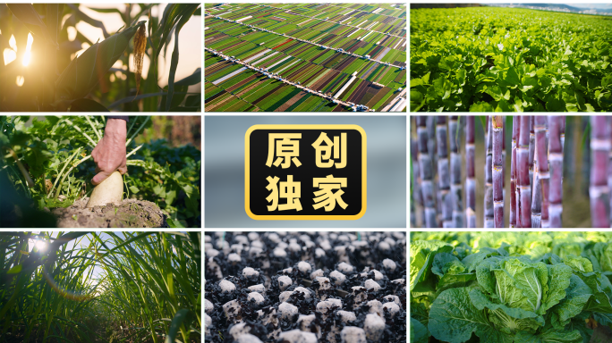 农业乡村振兴蔬菜基地航拍露天种植蔬菜特写