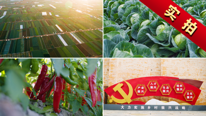 农业乡村振兴蔬菜基地航拍露天种植蔬菜特写