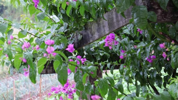 春花或三月梅在细雨绵绵的日子里，背景模糊 / 叶子花 / 叶子花（Bougainvillea gla