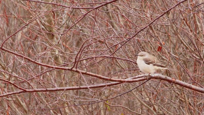 特写镜头：一只北方嘲鸫（Mimus polyglottos）栖息在森林中一棵树上，周围是满冬的景象。