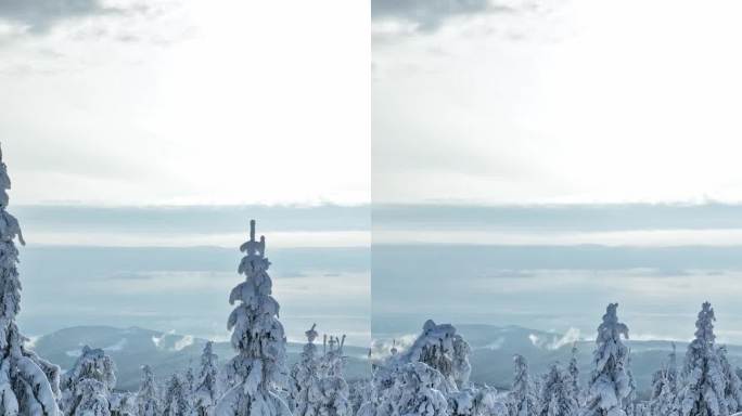 冬季雪覆盖的云杉森林的平滑穿越。