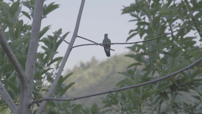 黑喉芒果(黑炭疽病)栖息在树枝上