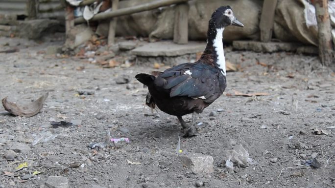 黑白毛色的麝香鸭（Cairina moschata）或巴巴里鸭，正在行走。