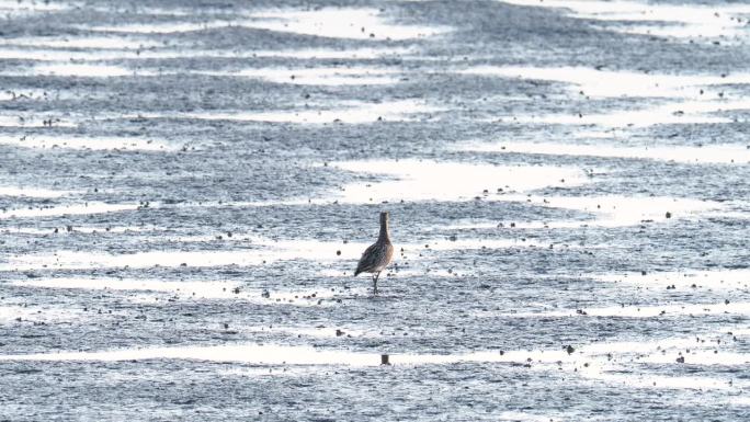 在日落时分，英国约克郡斯Spurn，亨伯河口的一只Whimbrel, Numenius phaopu