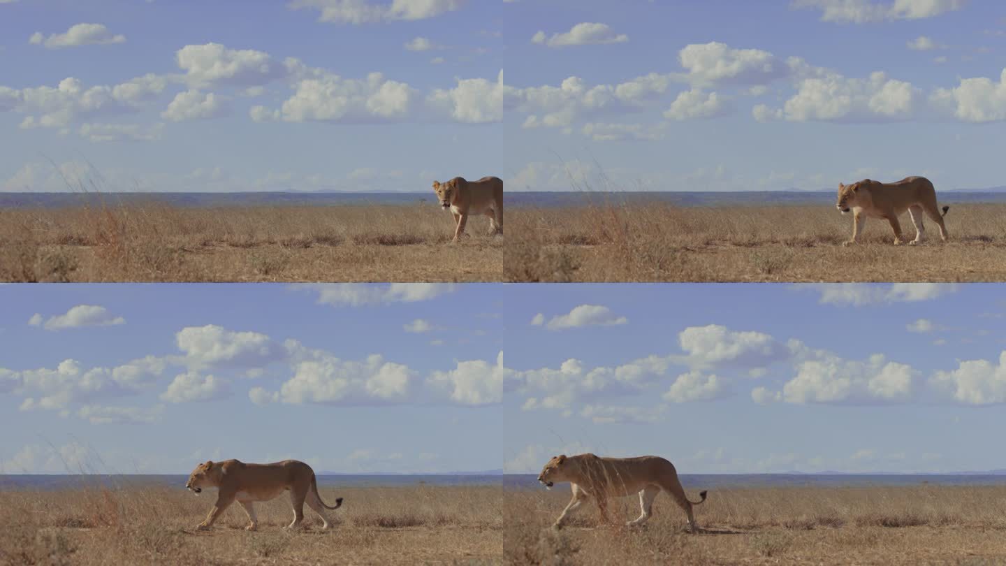 母狮求爱素材下载网站_百度网盘素材下载 母狮求爱素材下载网站_百度网盘素材下载