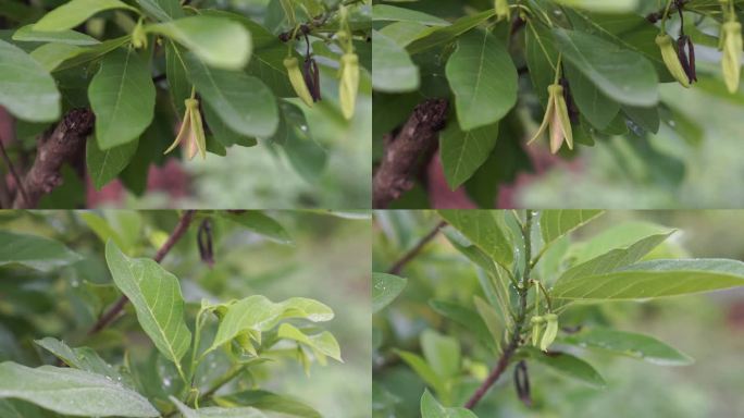 花果有蛋奶苹果、糖苹果、番荔枝、或番荔枝科番荔枝属植物，花黄绿色，花瓣厚，有3瓣，盛开在自然背景模糊