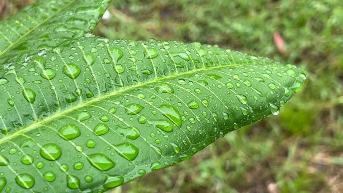 雨滴落在绿色植物的叶子上