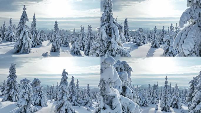 冬季雪覆盖的云杉森林的平滑穿越。