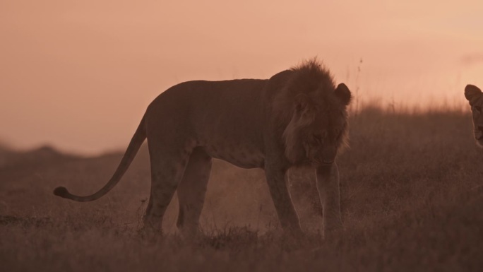 肯尼亚黎明时分，一只雄性狮子(Panthera Leo)在挖疣猪的洞，创造了一片尘土弥漫的景观。