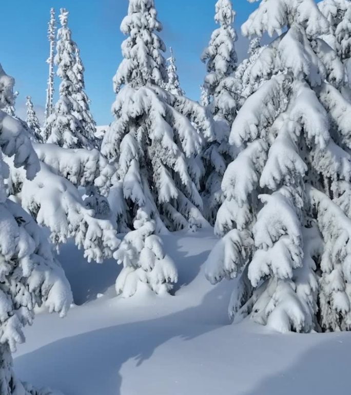 冬季雪覆盖的云杉森林的平滑穿越。