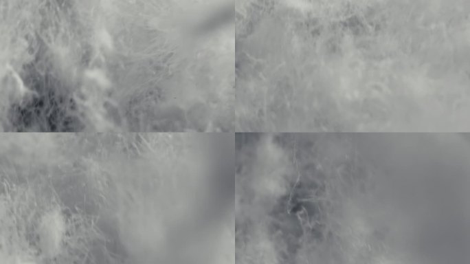 白色天然鹅绒羽毛运动