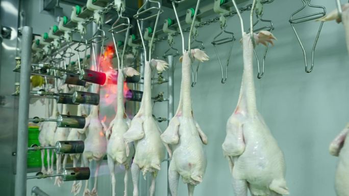 现代化鸡肉加工流水线