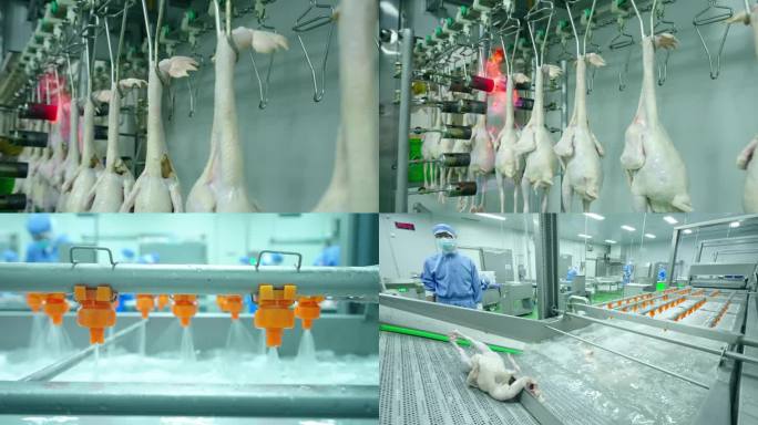 现代化鸡肉加工流水线