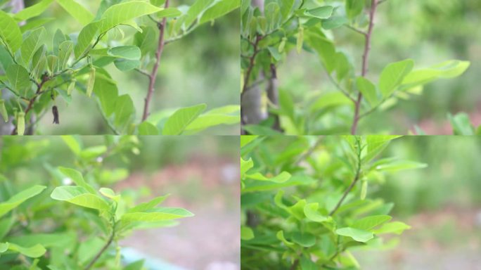 花果有蛋奶苹果、糖苹果、番荔枝、或番荔枝科番荔枝属植物，花黄绿色，花瓣厚，有3瓣，盛开在自然背景模糊