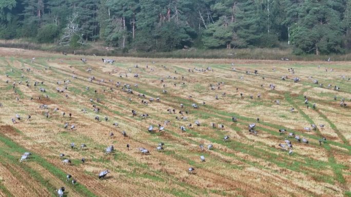 几百只普通丹顶鹤（Grus grus）聚集在收割后的田野上，准备南迁。爱沙尼亚，萨雷马岛。