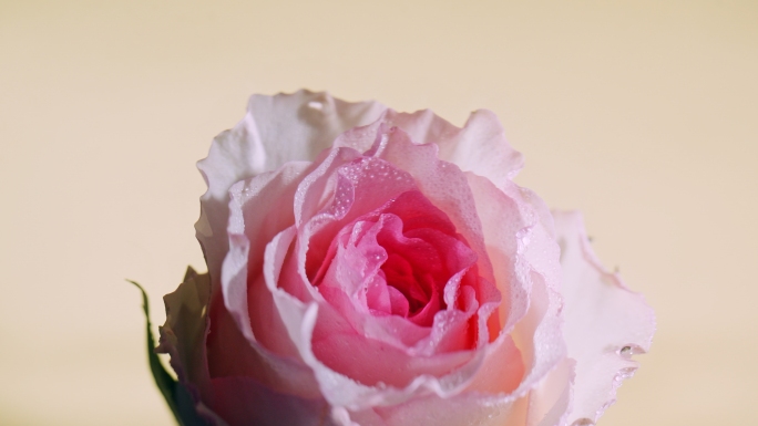 水中镜面玫瑰花