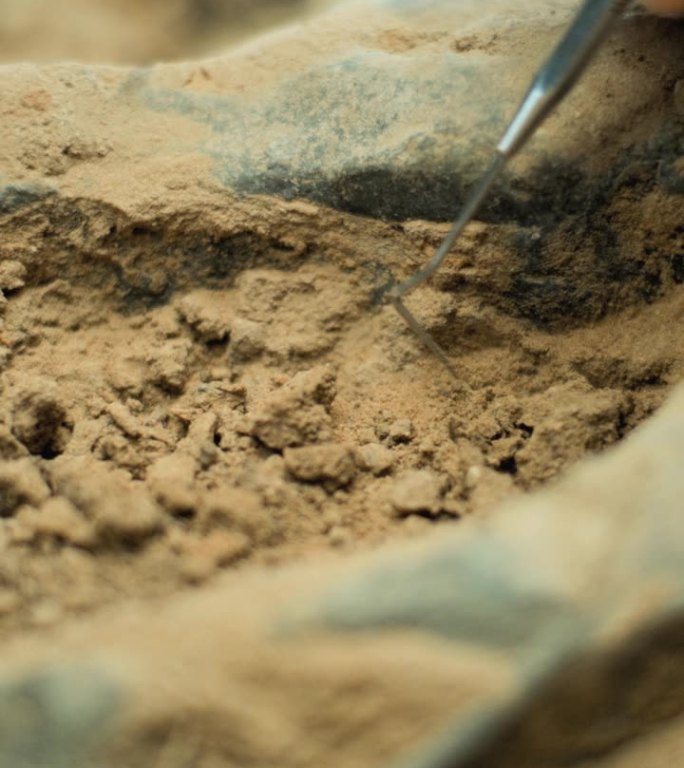 特写镜头：清理史前人类或恐龙的化石骨骼。