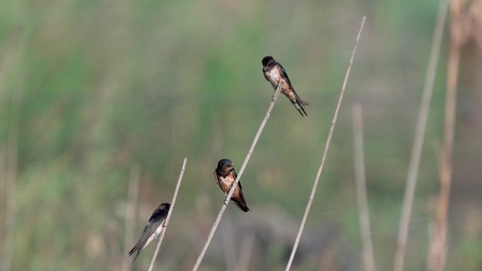 小燕子(Hirundo rustica)