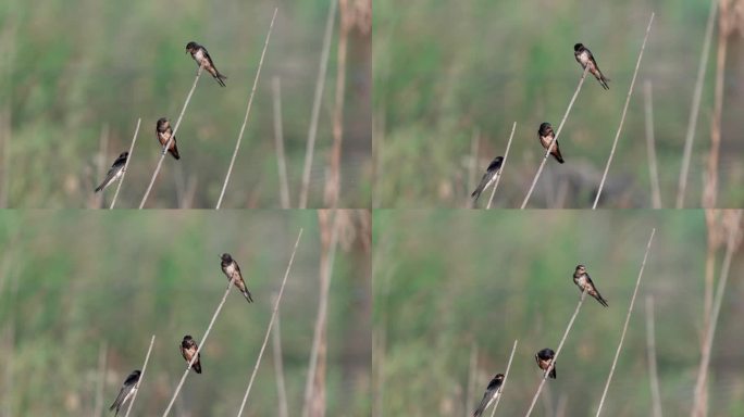 小燕子(Hirundo rustica)