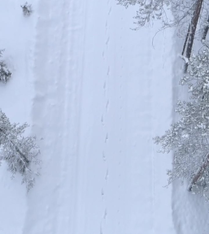 航拍：冬季松树森林中道路上新雪中的脚印