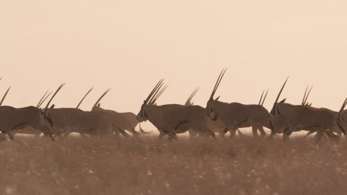 肯尼亚日落时分，一群东非大羚羊(Oryx beisa)在草原上疾驰。