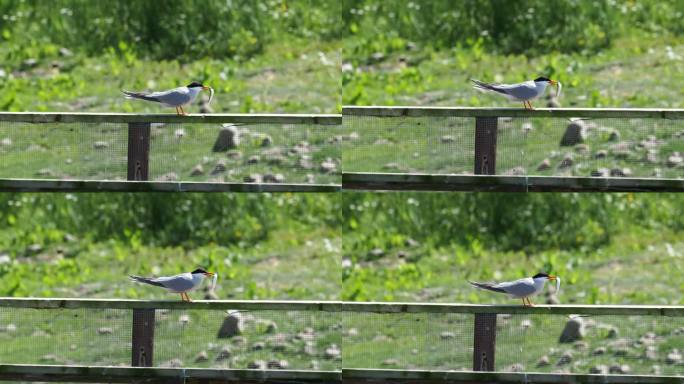 普通术语;在英国兰开夏郡的Conder Green筑巢平台上的Sterna hirundo。